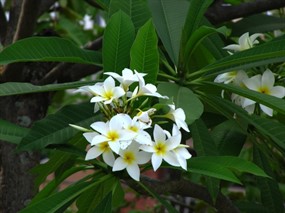  Yellow frangipani